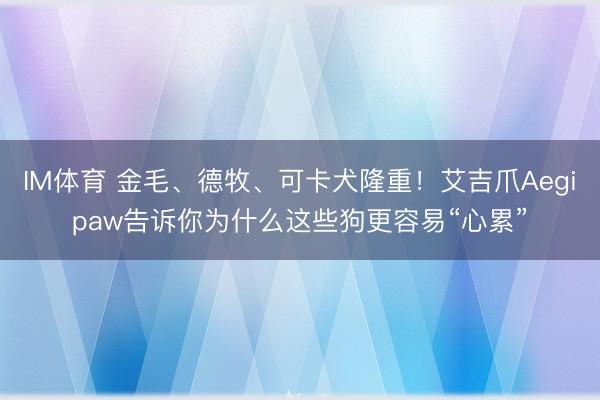 IM体育 金毛、德牧、可卡犬隆重！艾吉爪Aegipaw告诉你为什么这些狗更容易“心累”